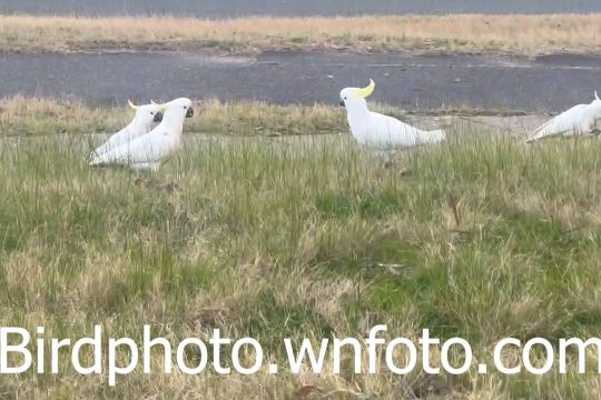 cockatoos