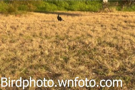 magpie