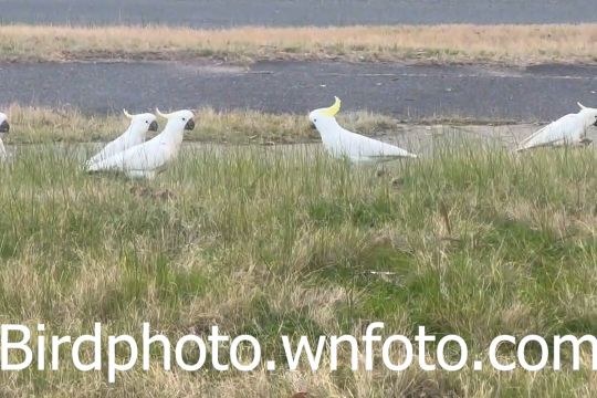 cockatoos